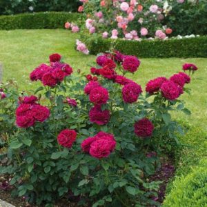 bush of DARCEY BUSSELL