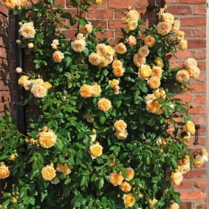 плетистая форма розы Crown Princess Margareta