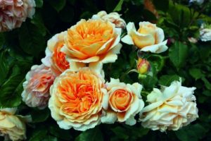 троянда Crown Princess Margareta