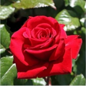 однотонная окраска роз