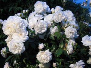 Средне махровая роз Іceberg