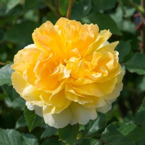 MOLINEUX english rose 