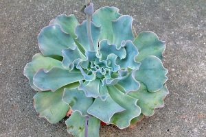 суккулент Echeveria ‘Lady-Aquarius’