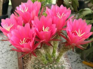 кактус Echinopsis