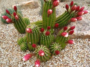 кактус Echinopsis candicans