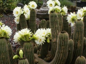 кактус Echinopsis schickendantzii