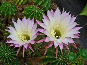 кактус Echinopsis oxygona