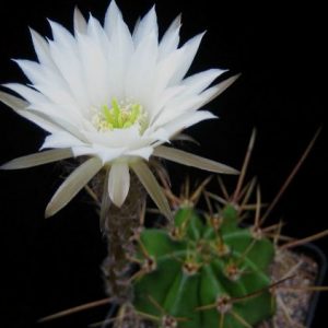 кактус Echinopsis rhodotricha