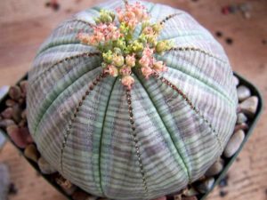 суккулентное Euphorbia obesa
