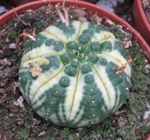 Euphorbia obesa