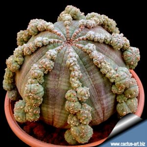 Euphorbia obesa prolifera