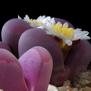 Lithops