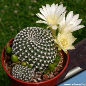 rebutia krainziana abiflora