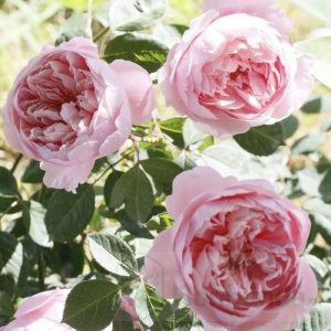 The Alnwick Rose (Ausgrab)