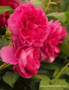 flower of rose james l austin