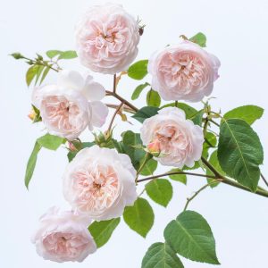 английская плетистая роза THE ALBRIGHTON RAMBLER 