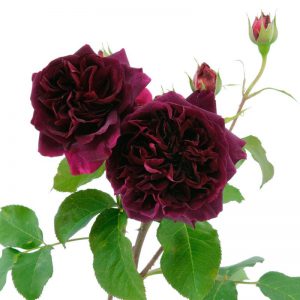 английская роза Munstead Wood
