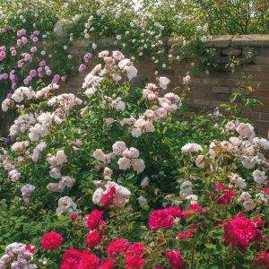 english rose The Generous Gardener
