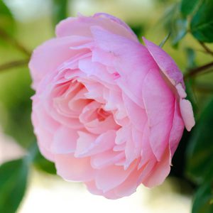 rose The Generous Gardener