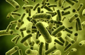 полезные цианобактерии