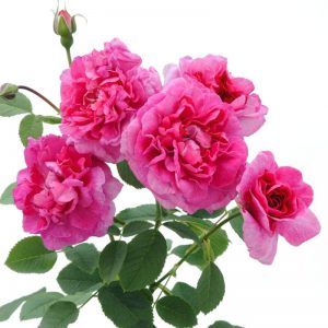 английская роза England`s Rose