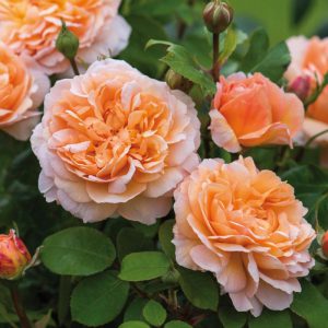английская роза The Lady Gardener