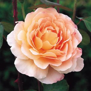 роза Tamora