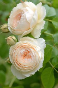 роза Windermere