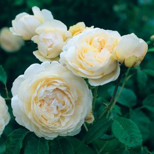 английская роза Windermere