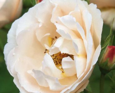 The Prioress rose