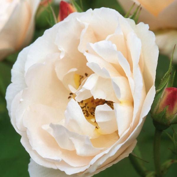 The Prioress English rose