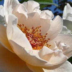 English rose The Prioress