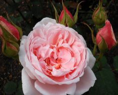 английская роза Chaucer