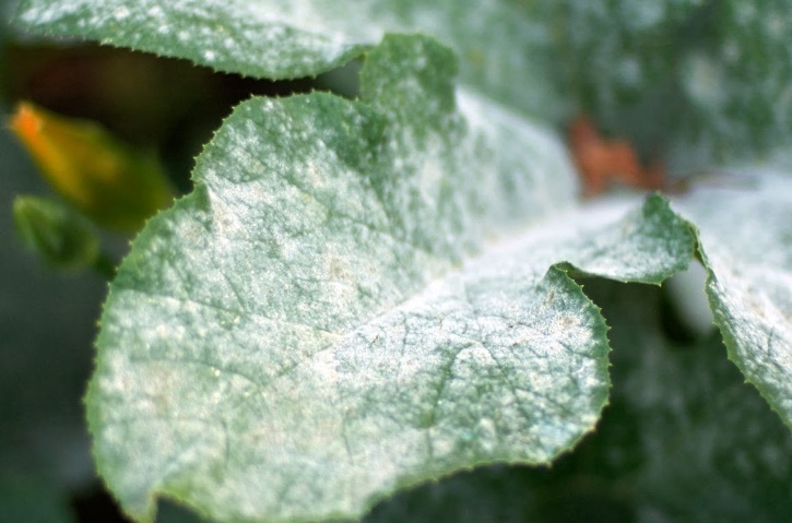 leaf with powdery mildew
