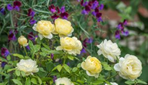 VANESSA BELL роза английская остинка